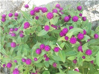 682c8781-Picture 002.jpg